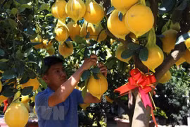 Pomelo Dien: especialidad de Hanoi 
