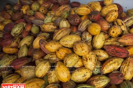 Chocolate hecho en Tien Giang