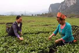 Necesitará agricultura de Vietnam seis millones de trabajadores capacitados en los próximos 10 años