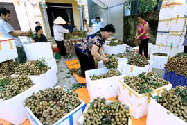 Impulsa Vietnam exportaciones de longan a Australia