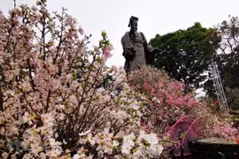 Celebran en Hanoi Festival de flor de cerezo Japón - Vietnam