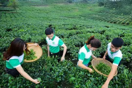 Comunidad empresarial de Vietnam busca encaminarse hacia desarrollo sostenible