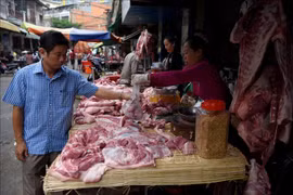 Avanza en Camboya epidemia de peste porcina africana