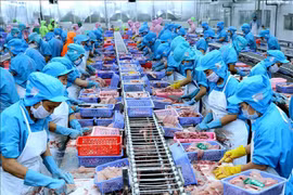 Prevé Vietnam exportaciones acuícolas por cinco mil millones de dólares en segundo semestre de 2019