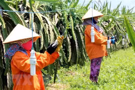 Vietnam carece de 3,2 millones de agricultores capacitados en 2020