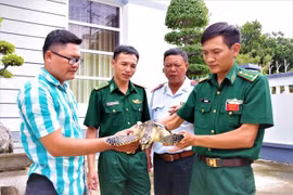 Liberan rara tortuga marina en la naturaleza