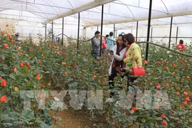 Aumenta llegada de turistas a ciudad altiplánica vietnamita de Da Lat