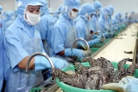 Exportadores de camarones vietnamitas gozan de impuesto cero a Estados Unidos