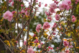 Celebrarán Festival de Flores Sa Dec 2020