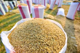 Exportará Camboya arroz a Hong Kong y Sudáfrica