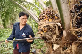 Planea Tailandia aplicar nuevas medidas para elevar precio del aceite de palma