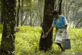 Acuerdan Tailandia, Indonesia y Malasia reducir exportaciones de caucho