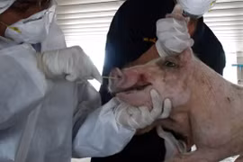 Detectan por primera vez en Laos peste porcina africana