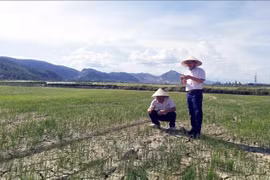 Alertan que la sequía puede afectar a más de 65 mil hectáreas de tierras agrícolas en el centro Vietnam. 