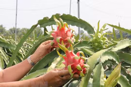 Intensifican Vietnam e Italia lazos en comercio y conservación de naturaleza