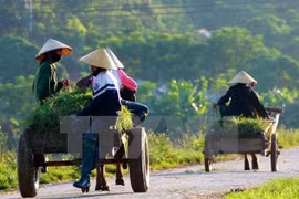 Reportan en Vietnam avances en la modernización de zonas rurales