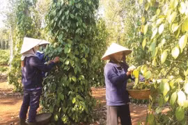 Registran las exportaciones de pimienta vietnamita a Europa resultados positivos
