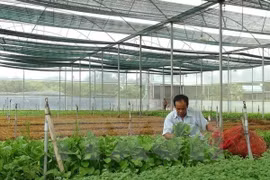 Afirman que provincia vietnamita de Dak Lak necesita dirección clara para la agricultura orgánica