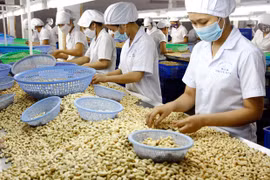 Proyecta Vietnam ingresar cuatro mil millones de dólares por exportaciones de anacardo