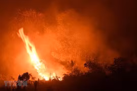 Causan incendios forestales pérdidas económicas por 5,2 mil millones de dólares para Indonesia