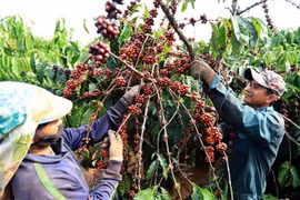 Exportación de café vietnamita a Argelia aumenta 56 por ciento 