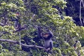 Quang Nam mejora hábitat de langur en peligro de extinción 