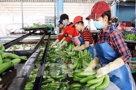 Apunta Vietnam a obtener 4,2 mil millones de dólares por exportaciones hortofrutícolas en 2019