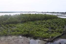 Fondo Verde de Naciones Unidas ayuda a Vietnam para enfrentar el cambio climático