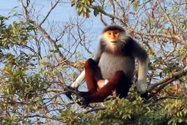 Sesiona en Vietnam seminario sobre protección de precioso primate