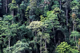 La reserva natural de Pu Luong, destino fascinante para aventureros en Vietnam