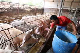 Efectúan en Vietnam conferencia de Asia-Pacífico sobre peste porcina africana