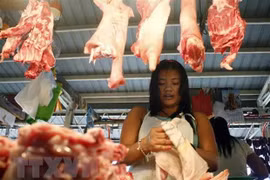 Sacrifican en Filipinas miles de cerdos por epidemia de Peste Porcina Africana