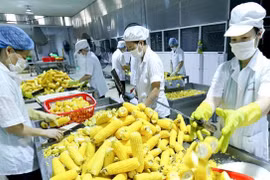 Busca Vietnam impulsar exportaciones de flores, frutas y verduras a Asia y Europa