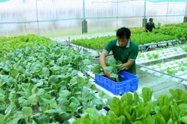 Invierte Vietnam más de 1,5 mil millones de dólares para desarrollar agricultura orgánica