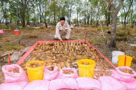 Descubren dos bóvedas con más de mil materiales explosivos en provincia vietnamita de Quang Tri