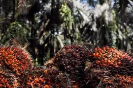 India retoma compras de aceite de palma de Malasia