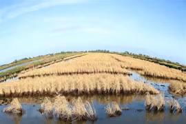 Delta del Mekong hace frente a salinización