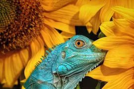 Fotografías de Vietnam figuran entre las mejores de animales en el mundo