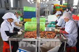 Provincia de Hai Duong exporta lichi a Japón por primera vez