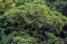 Establecen en provincia vietnamita reserva natural de Dong Chau-Khe Nuoc Trong