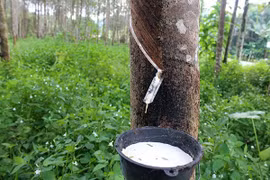 Disminuye producción de caucho natural de Malasia 