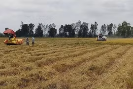 Provincia vietnamita de Bac Lieu expande cultivo de las mejores variedades de arroz del mundo