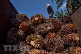 Indonesia aumenta impuestos a la exportación de aceite de palma crudo
