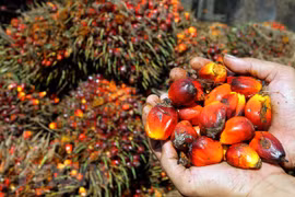 Reducirá producción de aceite de palma de Malasia al cierre de 2020