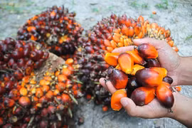 Malasia desea resolver disputa sobre aceite de palma con India
