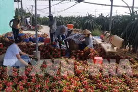 Adopta sector agrícola de Vietnam medidas preventivas ante expansión del nCoV