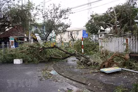 Tifón Movale provoca grandes pérdidas humanas y materiales en Vietnam