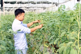 Provincia vietnamita de Bac Lieu promueve el comercio de productos agrícolas