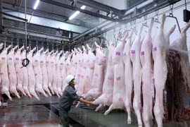 Vietnam pondrá en funcionamiento primer matadero porcino en el norte