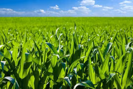 Tailandia busca promover la agricultura verde
